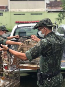 Policiais ambientais recolhem gaiolas com as aves que estavam em cativeiro (Foto:Divulgação/PA)