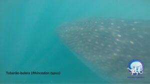 Tubarão-baleia avistado em Ilhabela