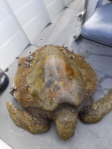 É a segunda tartaruga a ser resgatada em menos de um mês