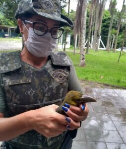 O filhote de Araçari-banana foi entregue para a Fundação Animália ( Foto: Polícia Ambiental/Divulgação)