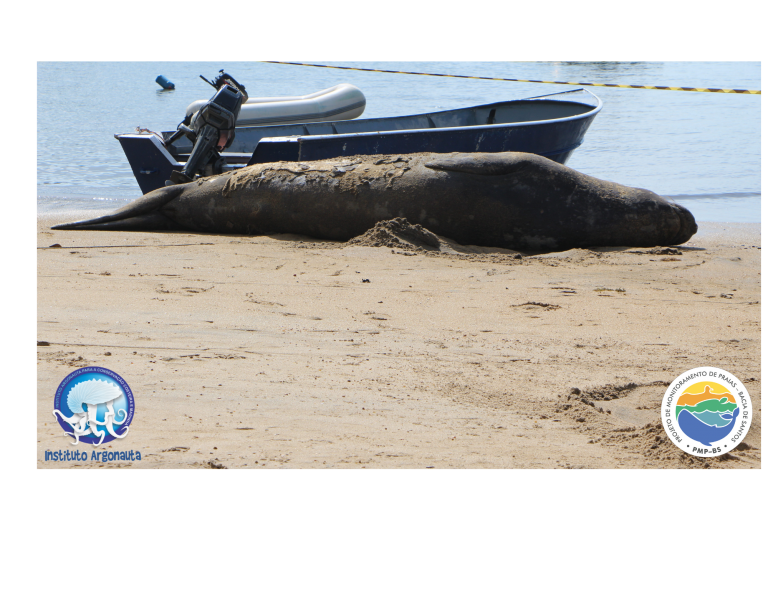 Elefante Marinho De 2 Toneladas Passeia Por Ubatuba Nova Imprensa