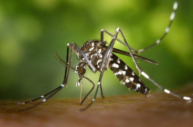 emergência dengue ubatuba