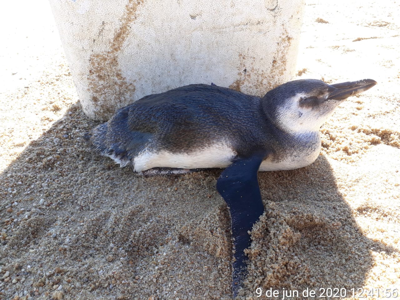 Pinguim foi encontrado cansado e desidratado (Foto: Divulgação Instituto Argonauta)