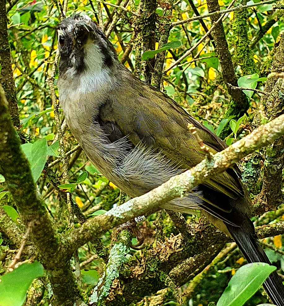 Pássaro solto em área de proteção em Caraguatatuba