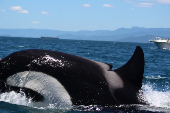 orcas orcas