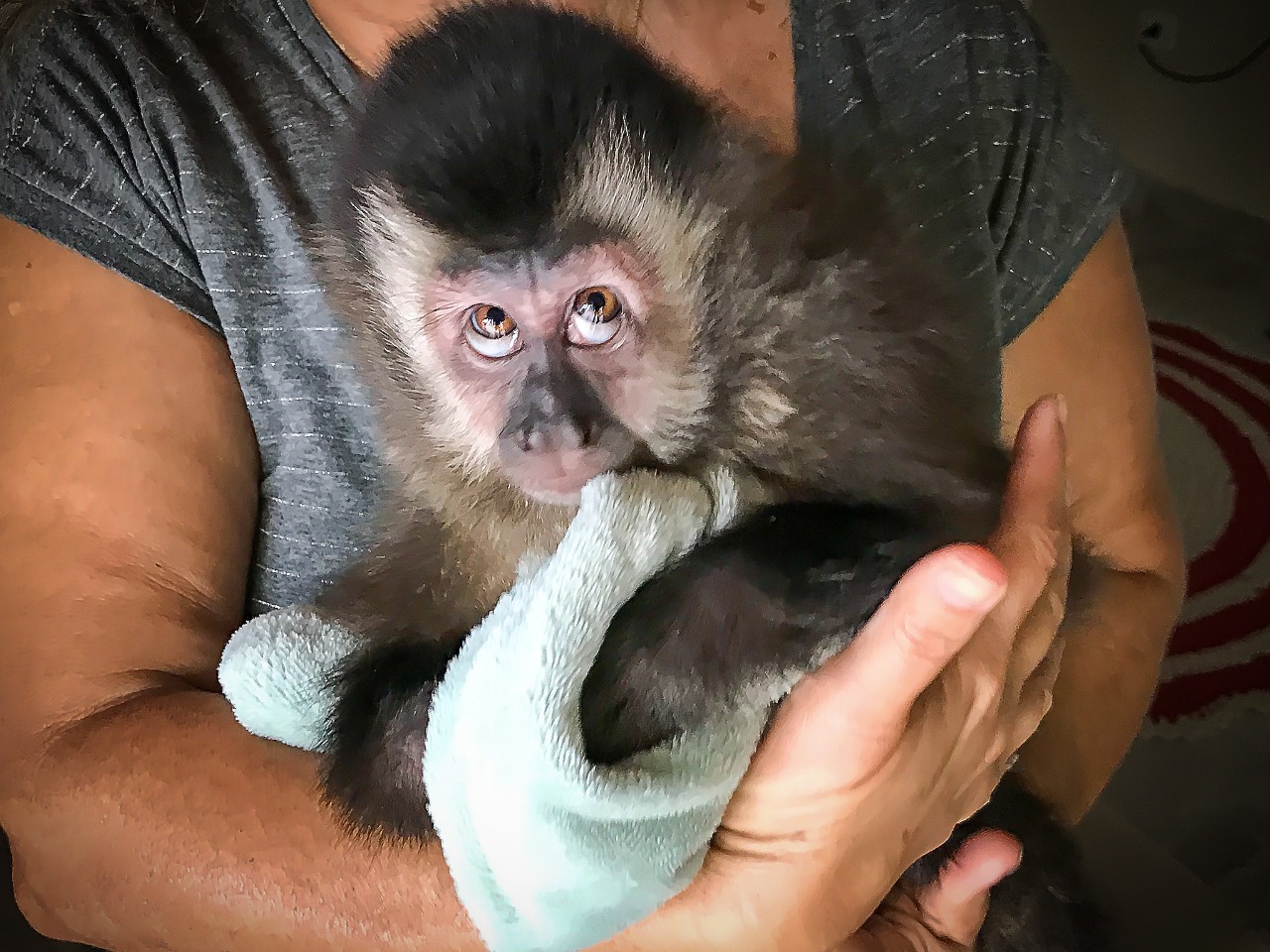 Semace realiza resgate de filhote de macaco-prego em Jaguaribe