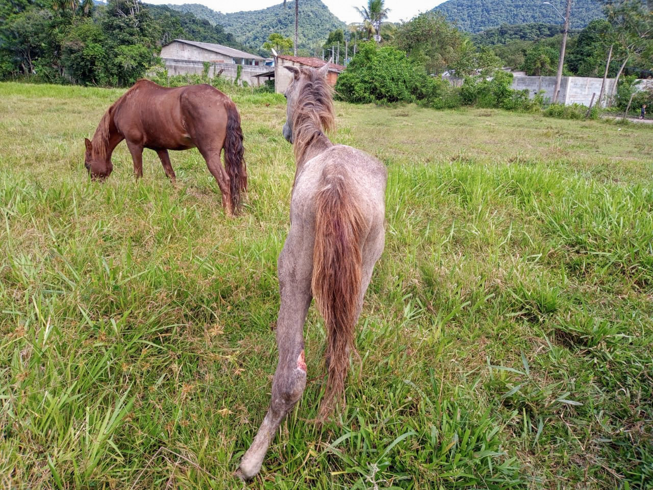 Cavalo é resgatado em situação de maus tratos, em Caraguatatuba