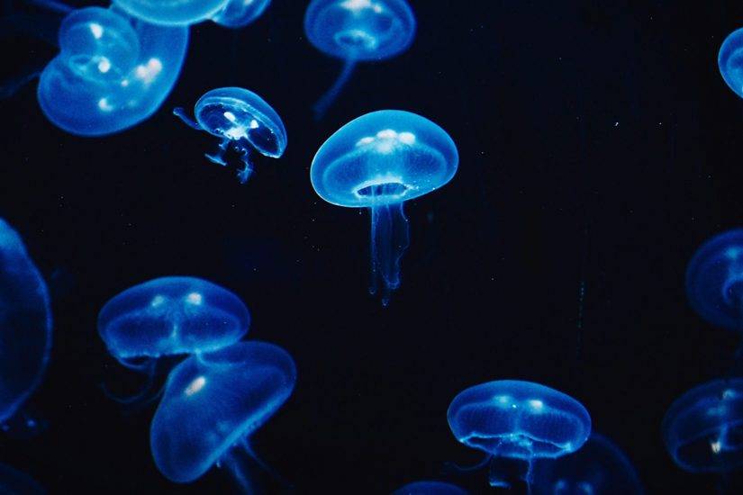 A Imagem mostra diversas águas-vivas na cor azul em um fundo escuro (Foto: Divulgação)
