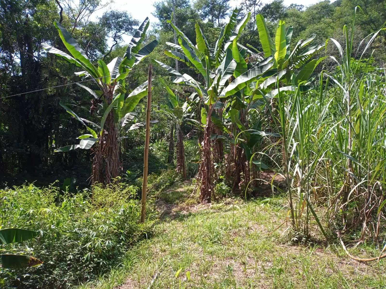 mata nativa