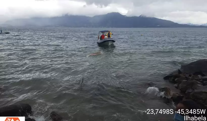 golfinho morto ilhabela