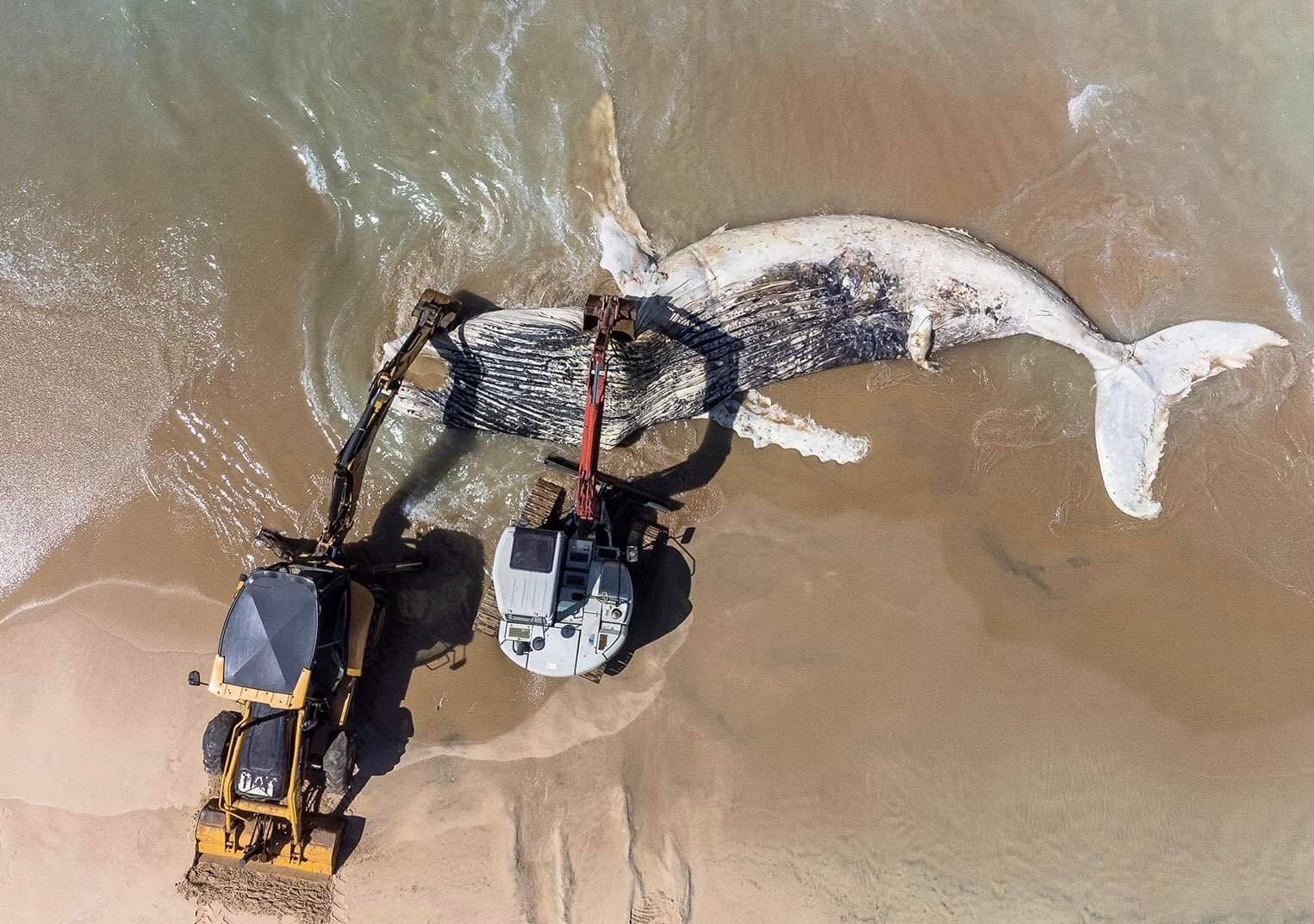 baleia morta ubatuba