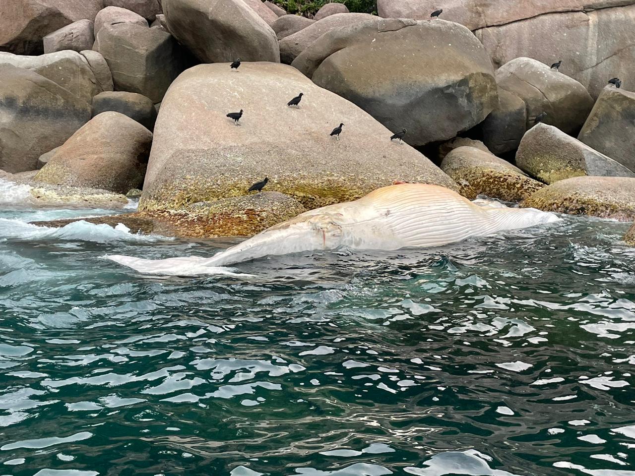 baleia ubatuba