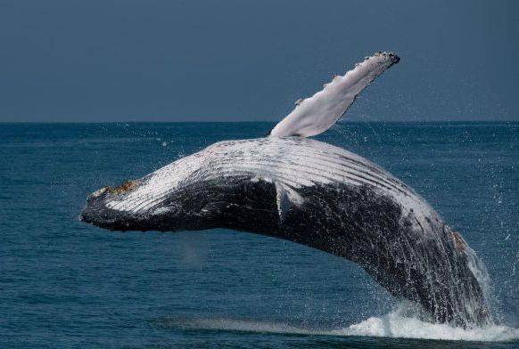 baleia pipoca ilhabela
