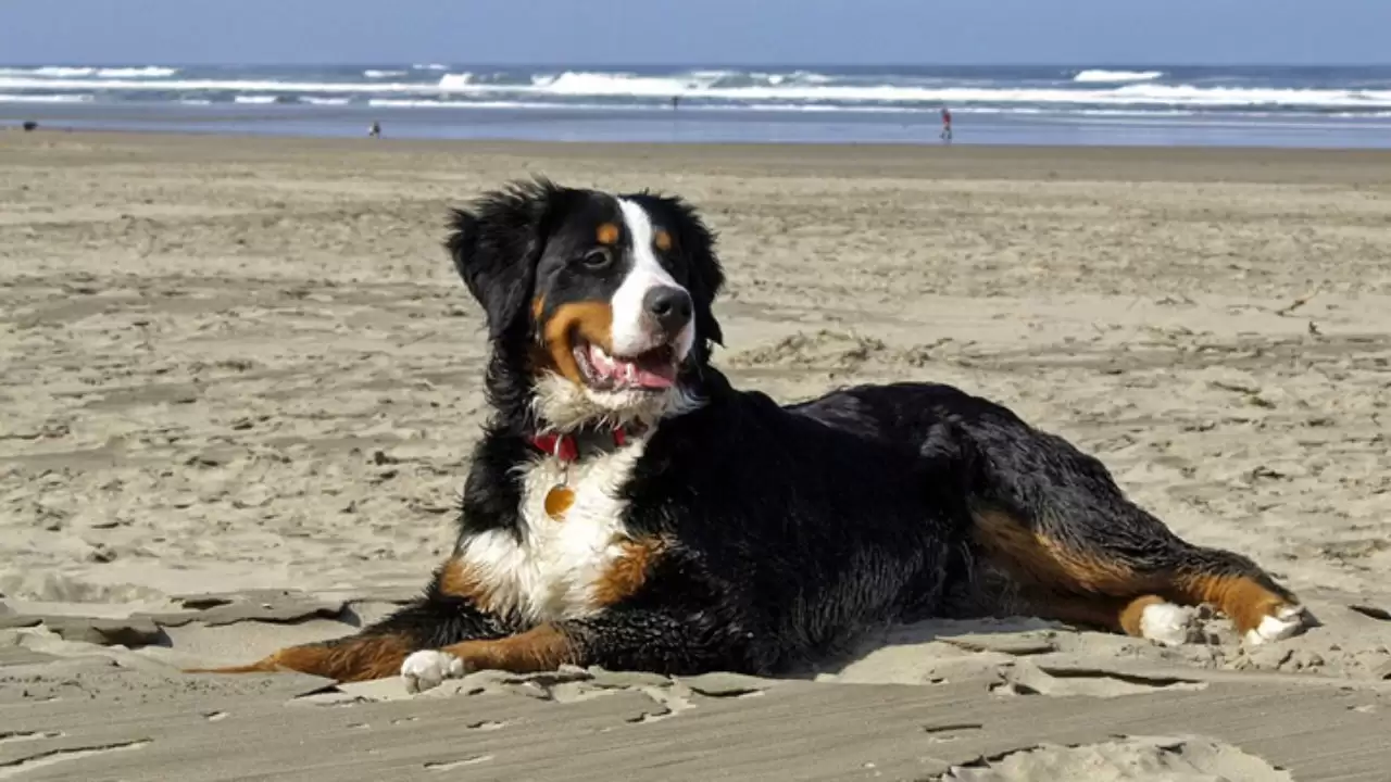 multa cachorro na praia são sebastião