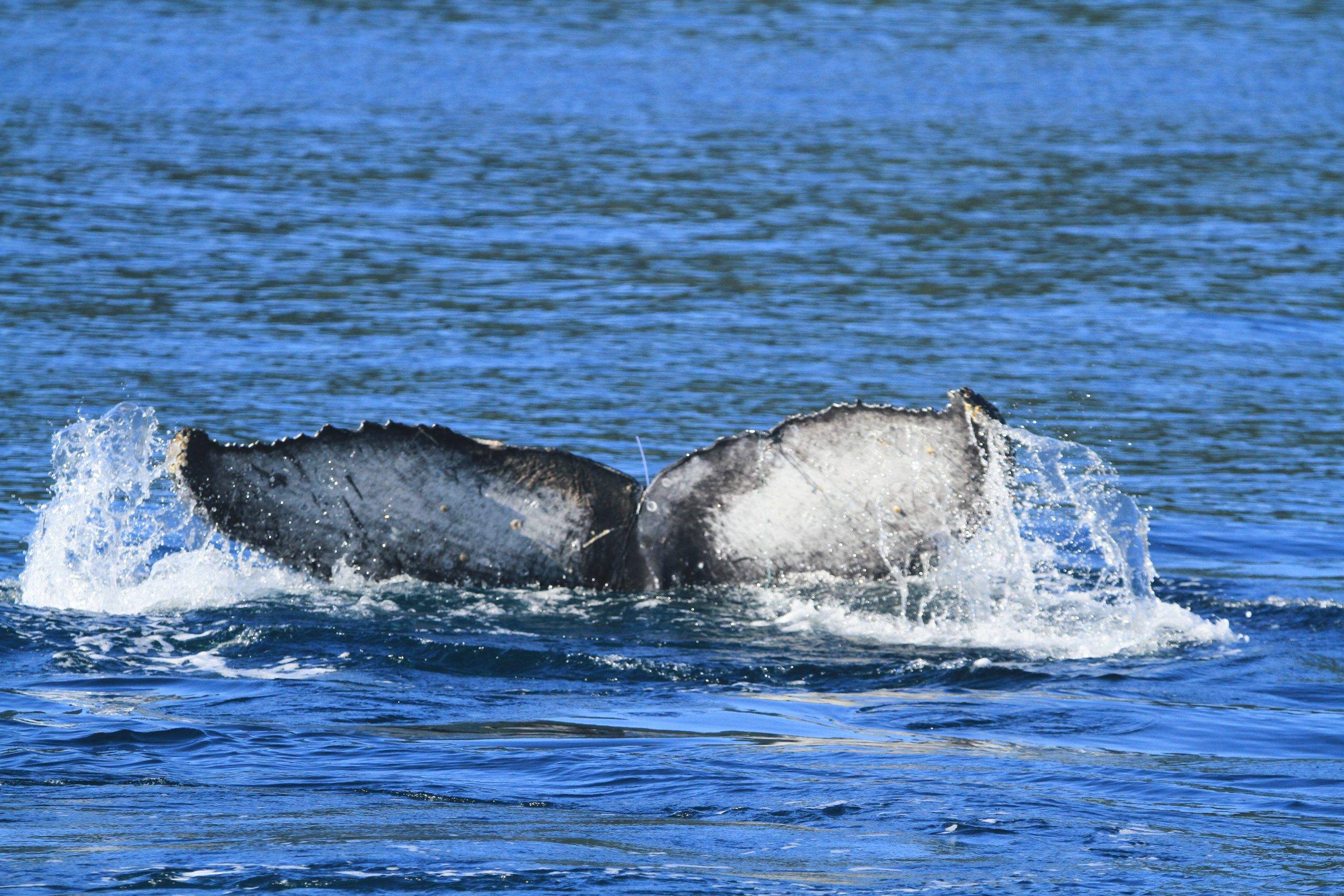 baleia jubarte salva em ilhabela