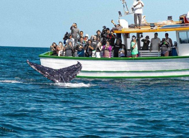 recorde de baleias jubarte