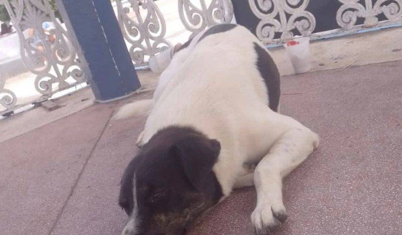 cachorro de morador de rua morto em caraguatatuba