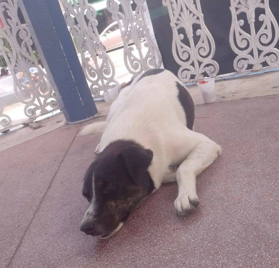 cachorro de morador de rua morto em caraguatatuba