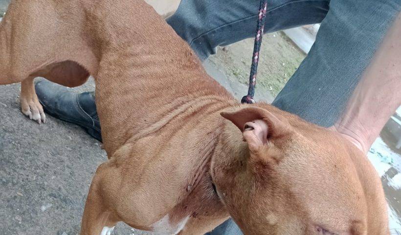 pitbull resgatado em caraguatatuba