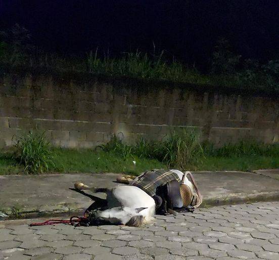cavalo morto por policia caraguatatuba