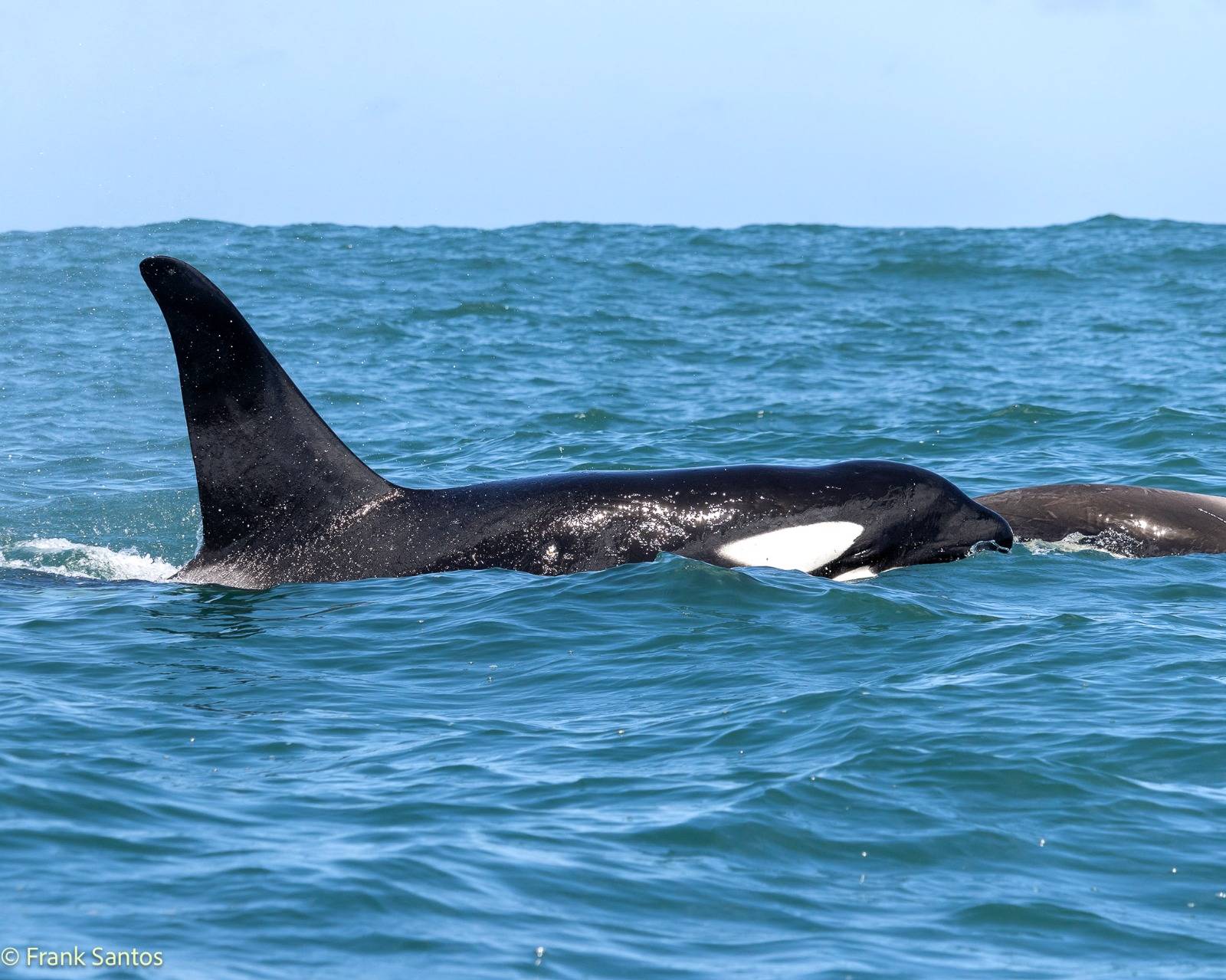 orcas ilhabela