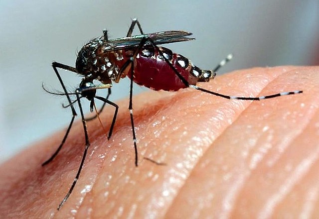 dengue morte caraguatatuba