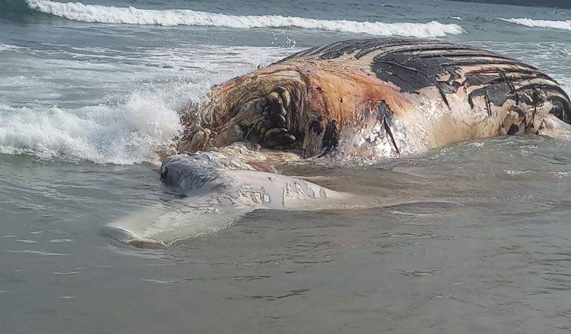 carcaça baleia jubarte guaecá