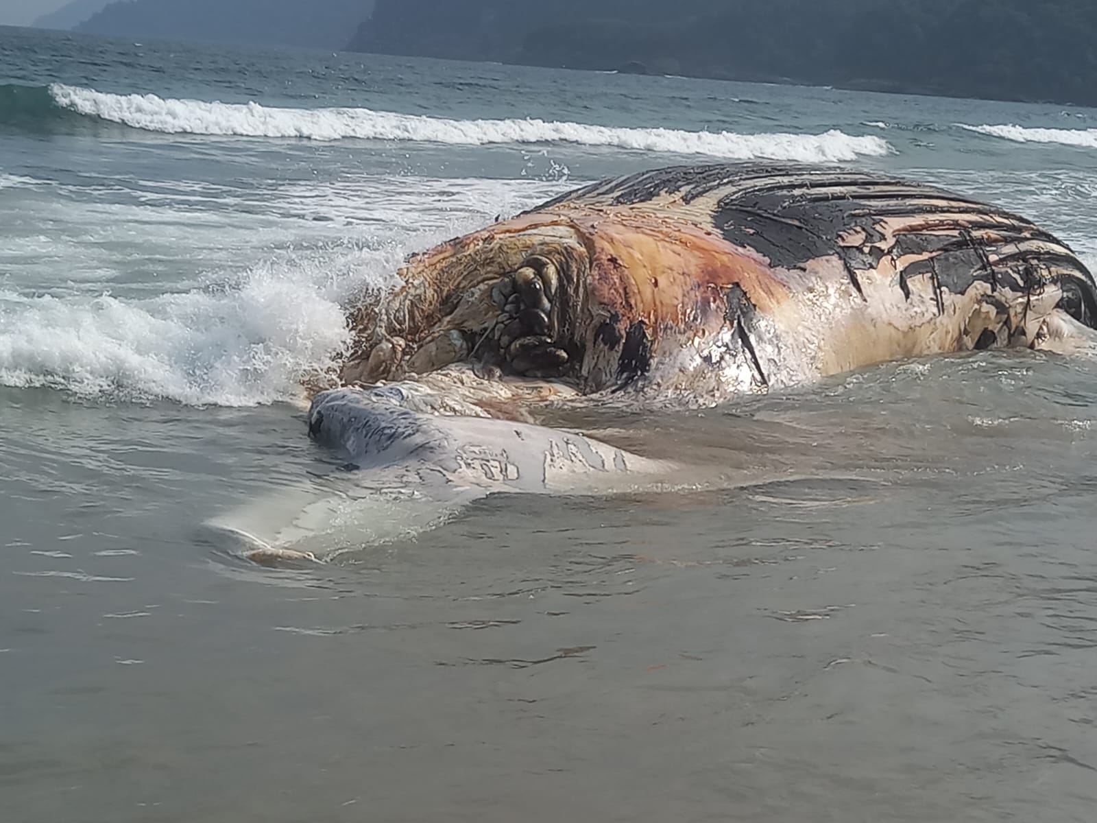 carcaça baleia jubarte guaecá