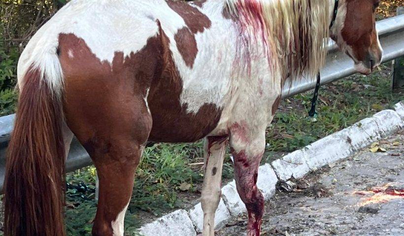 cavalo atropelado na serra das cigarras são sebastião