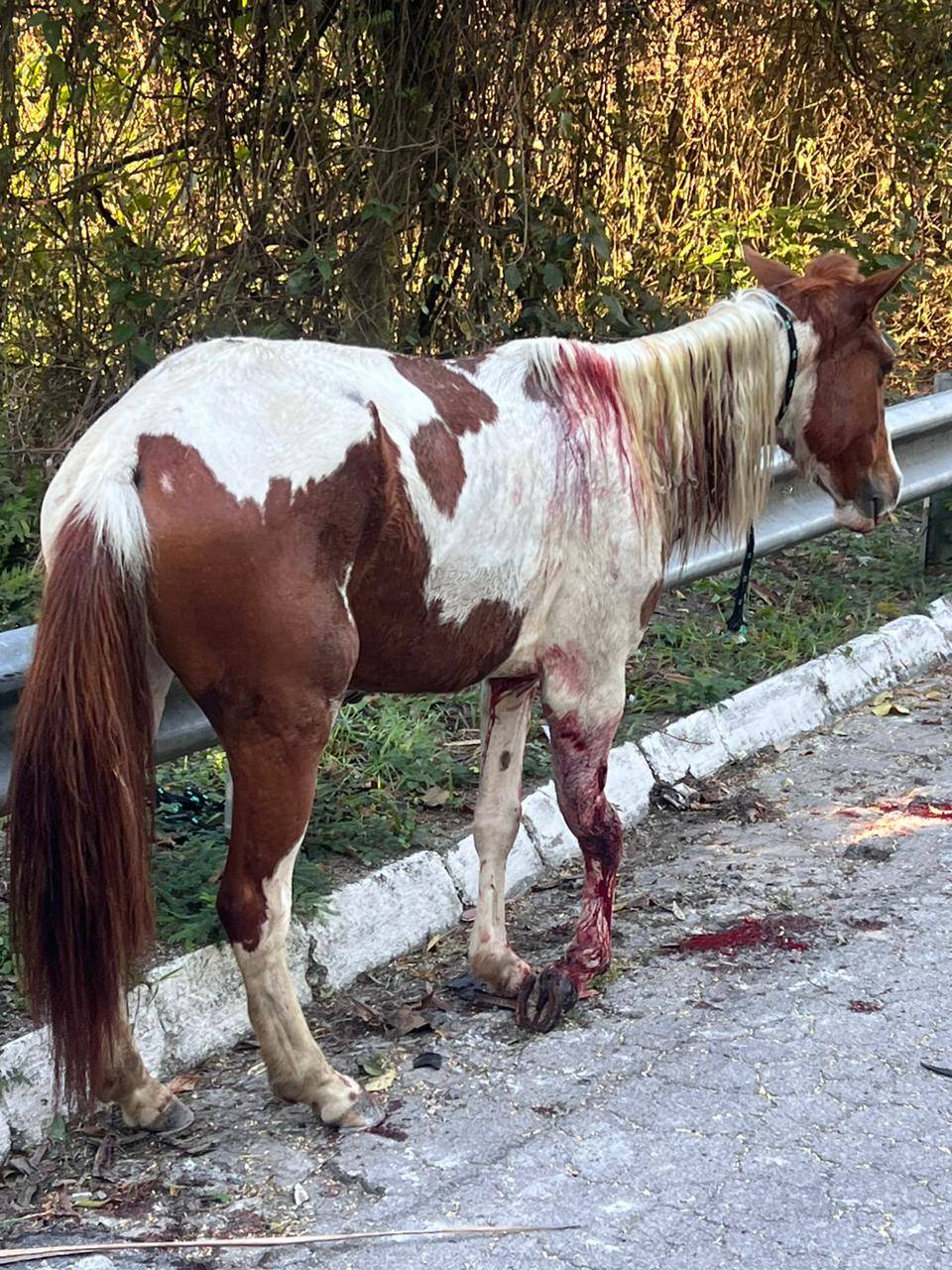 cavalo atropelado na serra das cigarras são sebastião