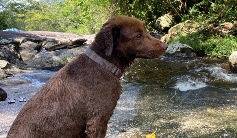 pet friendly ilhabela são sebastião