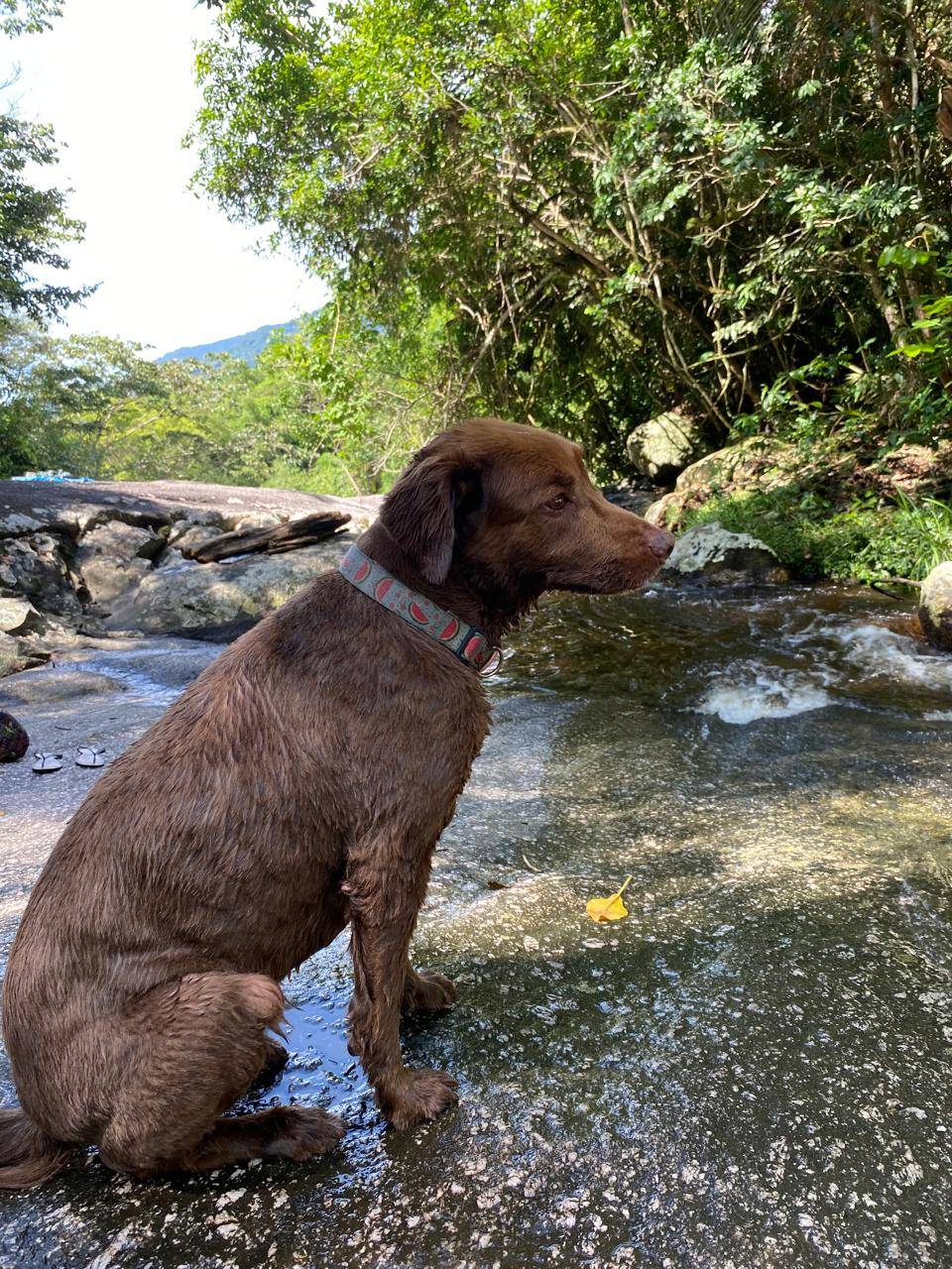 pet friendly ilhabela são sebastião