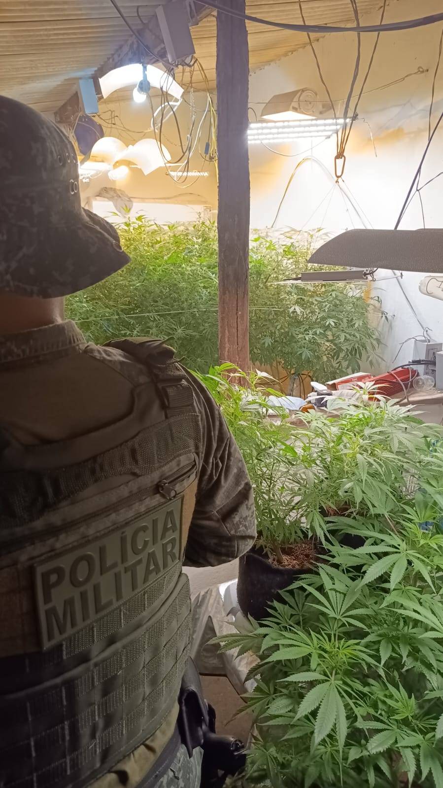 plantação de maconha