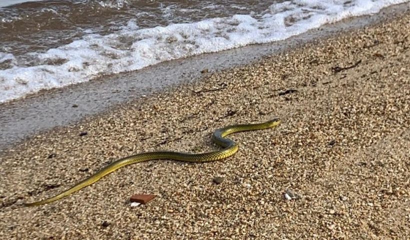 cobra ilhabela