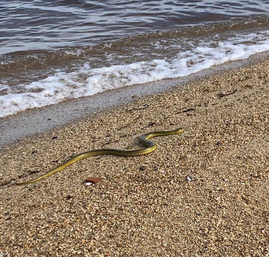 cobra ilhabela