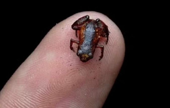 sapinho da mata atlantica ubatuba