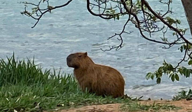 capivaras ubatuba raiva