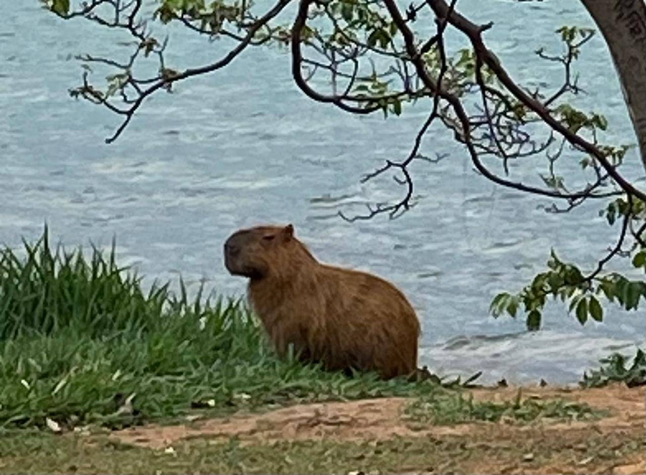 capivaras ubatuba raiva