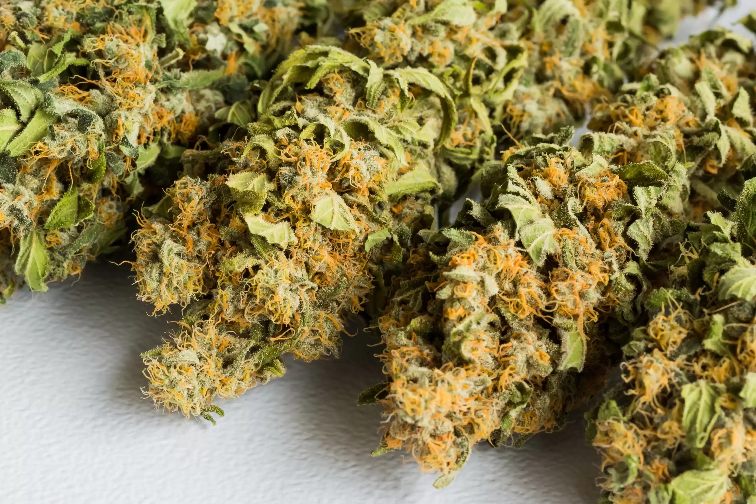 delivery maconha ilhabela