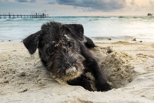 pets no verão