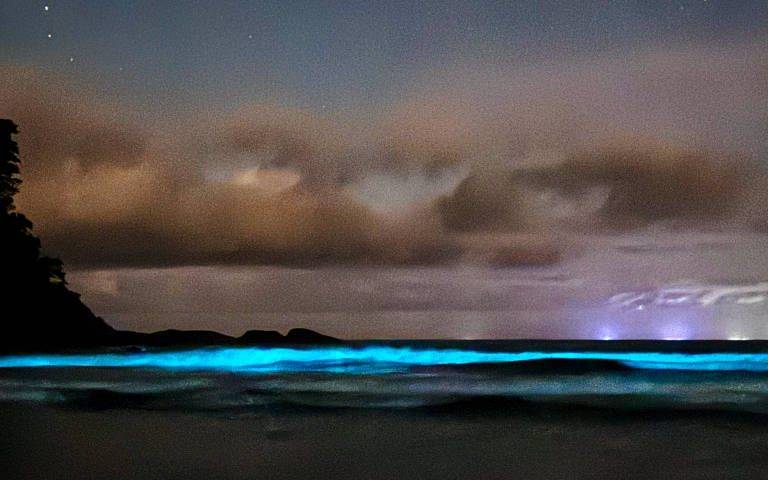 bioluminescência ubatuba