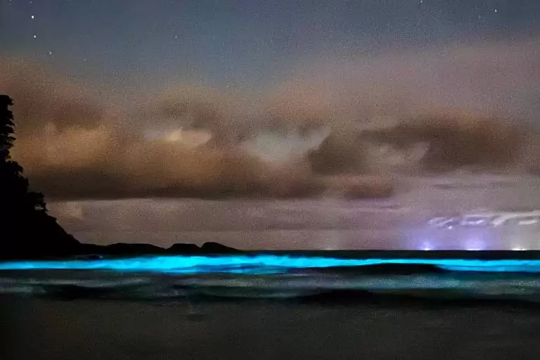 bioluminescência ubatuba