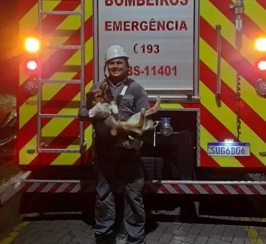 cachorro caramelo salvo caraguatatuba