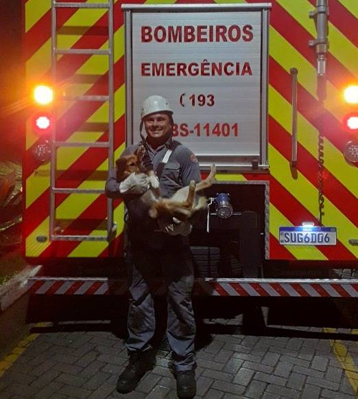 cachorro caramelo salvo caraguatatuba