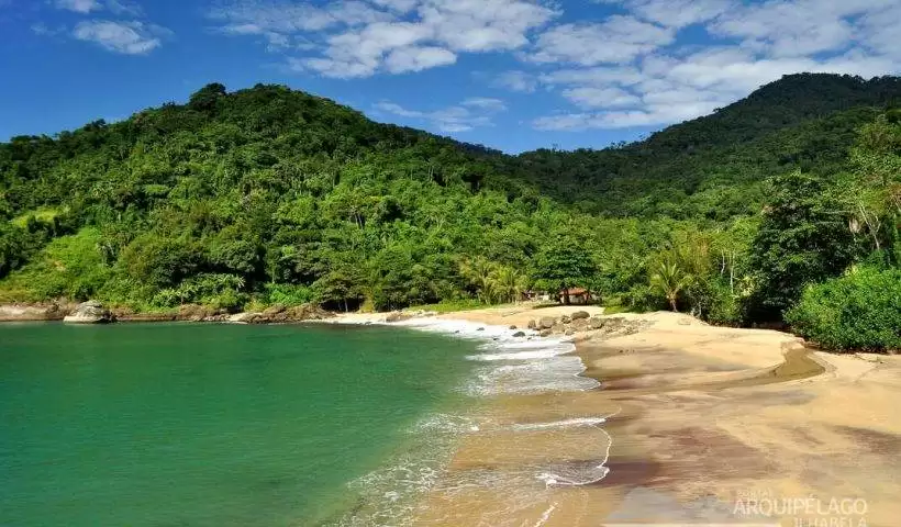 figueira escola ilhabela