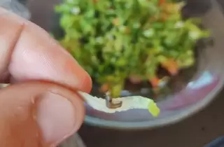 larvas