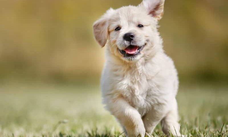 doação de sangue cachorro