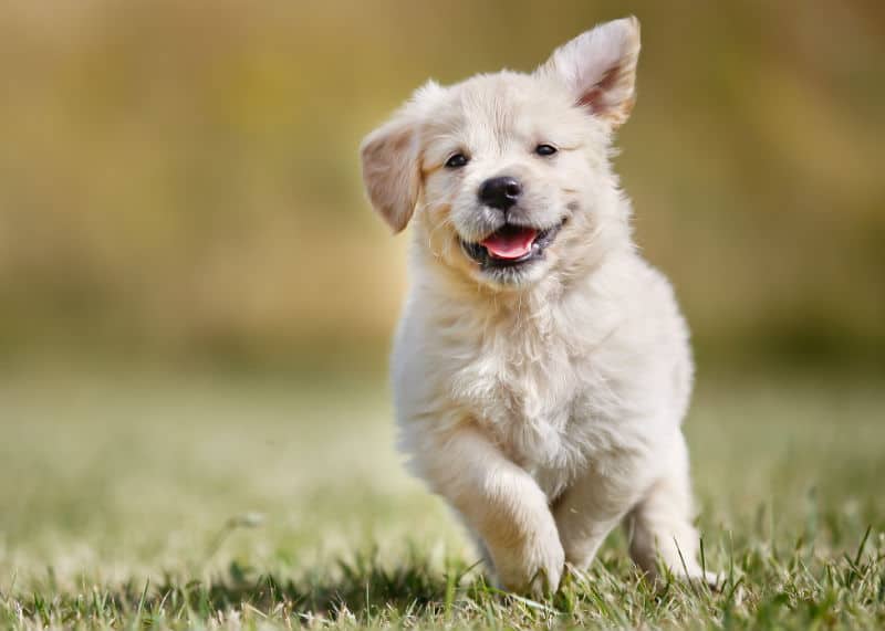 doação de sangue cachorro