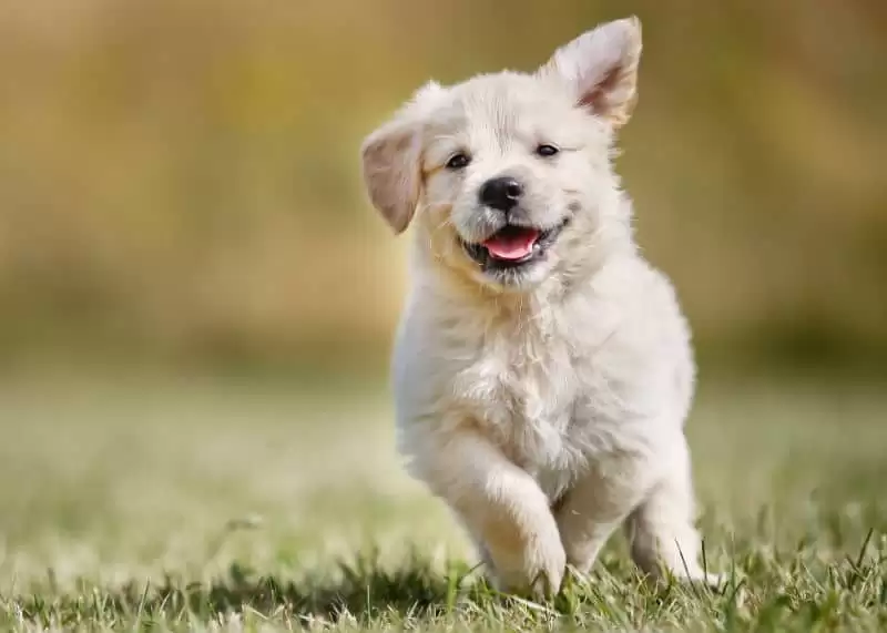doação de sangue cachorro