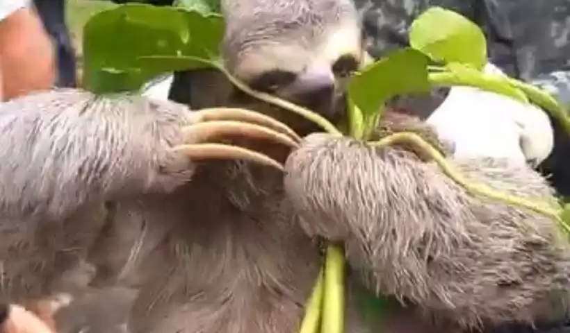 bicho-preguiça